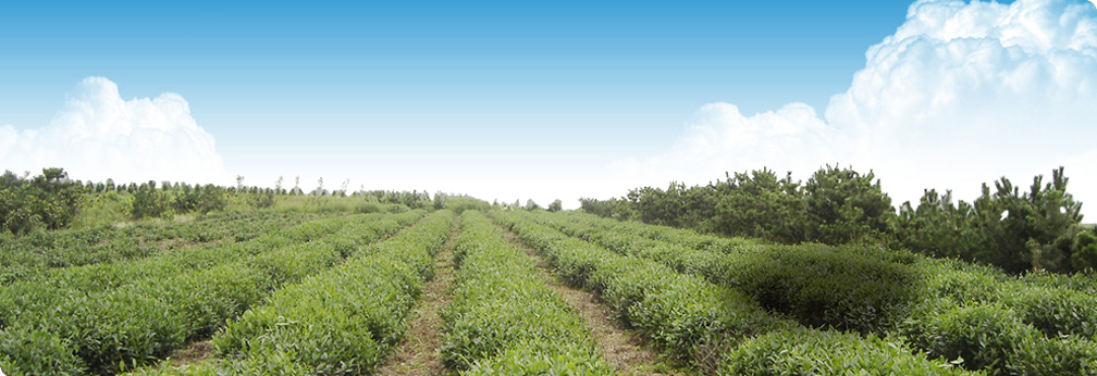 Pollution free green tea