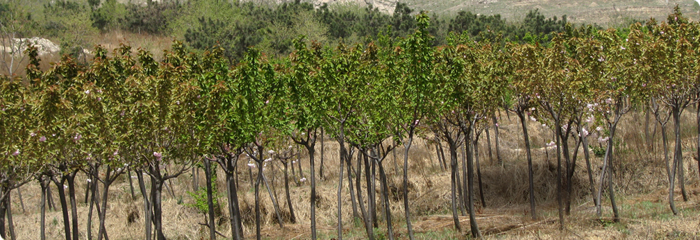 Ecological nursery garden