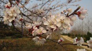 采摘節之杏落紅塵