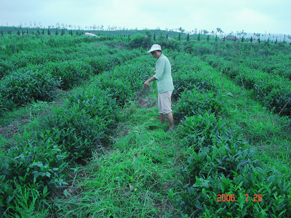 茶園除草，人工除雜草攤鋪腐爛做肥料，使用家禽肥、土雜肥；禁止使用化肥；
